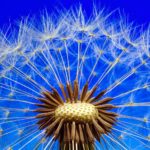 nature-3092555_1920