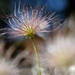 plant-4421692_1920