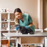 Sterilizarea pisicilor. Beneficii, tipuri, recuperarea după intervenție Sterilizarea pisicilor. Beneficii, tipuri, recuperarea după intervenție