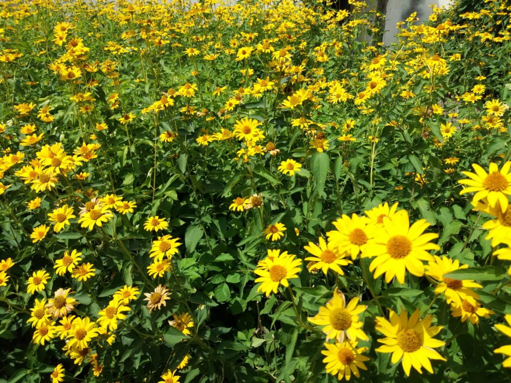 Duminica Floriilor sărbătorită acasă