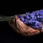 lavender-2541383_1920