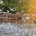 Many Seagulls flying at coast in Thailand on sunny afternoon