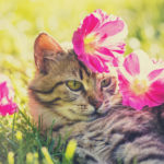 Cat lying on the grass in the garden in summer with flowers on the head