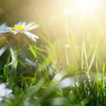 art abstract spring background or summer background with fresh f