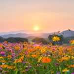 Sunset over mountain with cosmos blooming