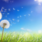 Dandelions With Wind In Field - Seeds Blowing Away Blue Sky