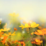 close up beautiful yellow flower and blue sky blur landscape natural outdoor background