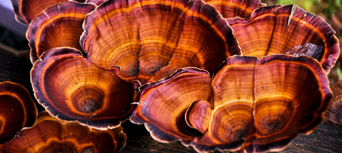 ganoderma