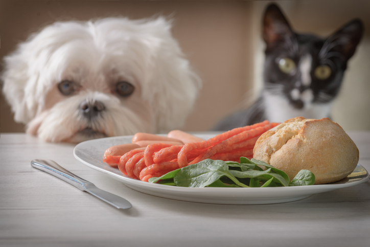 alimente toxice pentru animale