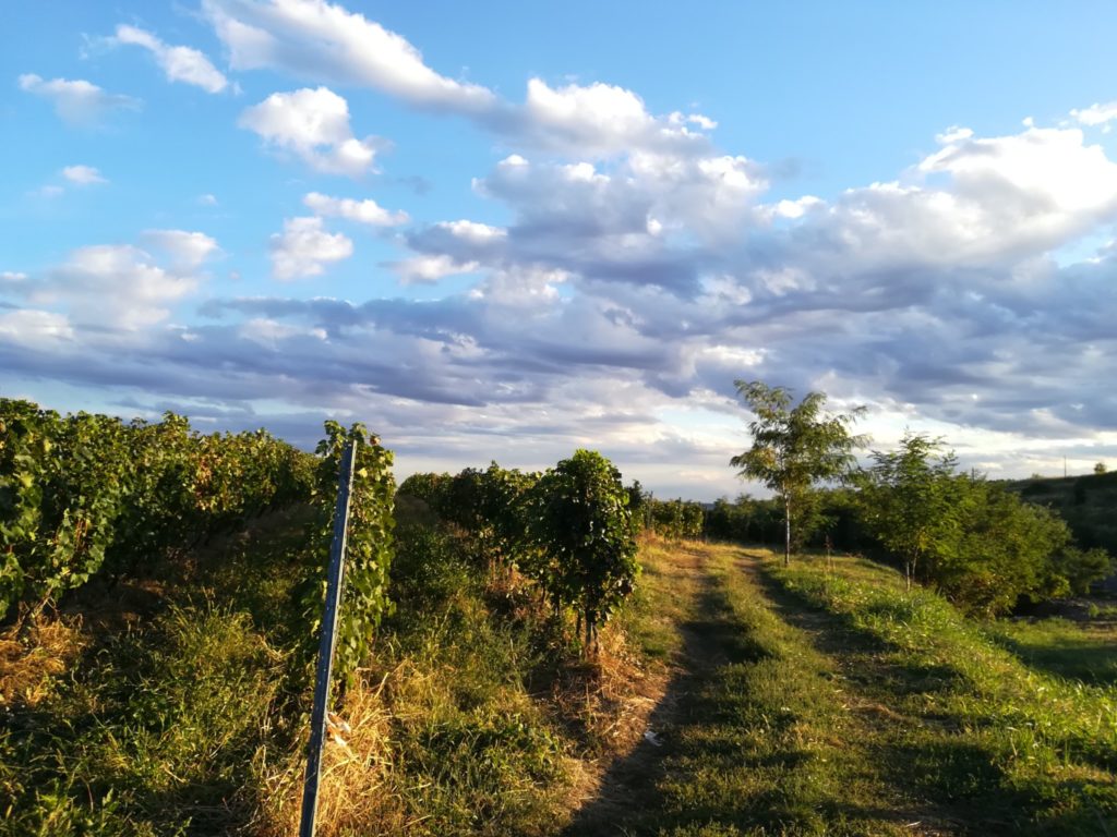 Vița de vie. Istorie, beneficii, cum se poate consuma