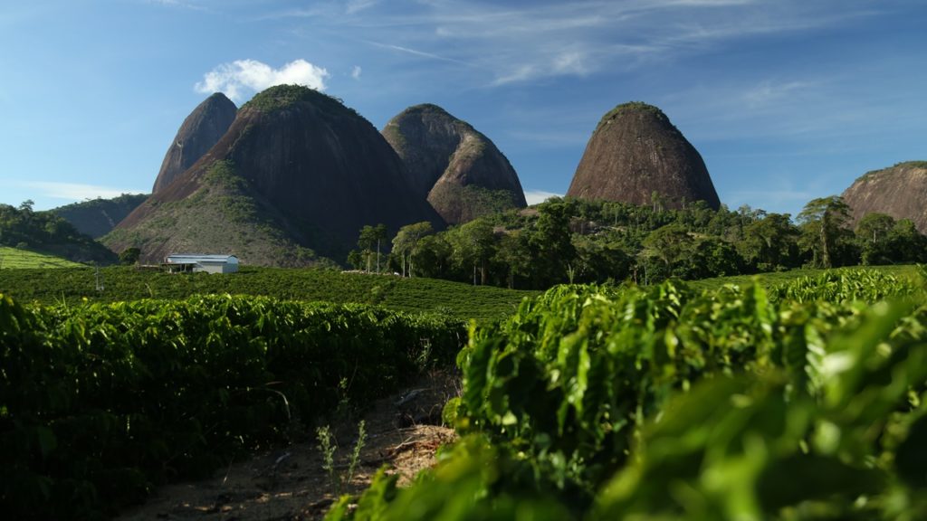 Nestlé a investit peste 320 milioane de euro în NESCAFÉ® Plan