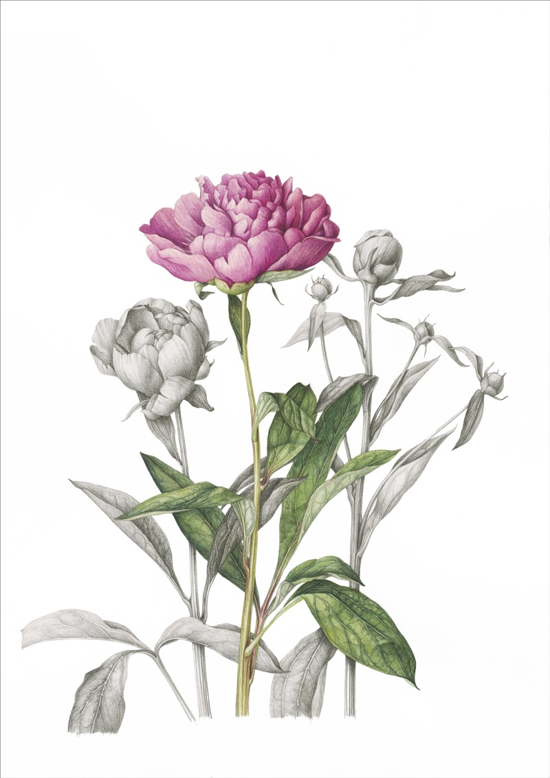 bujori roz art print