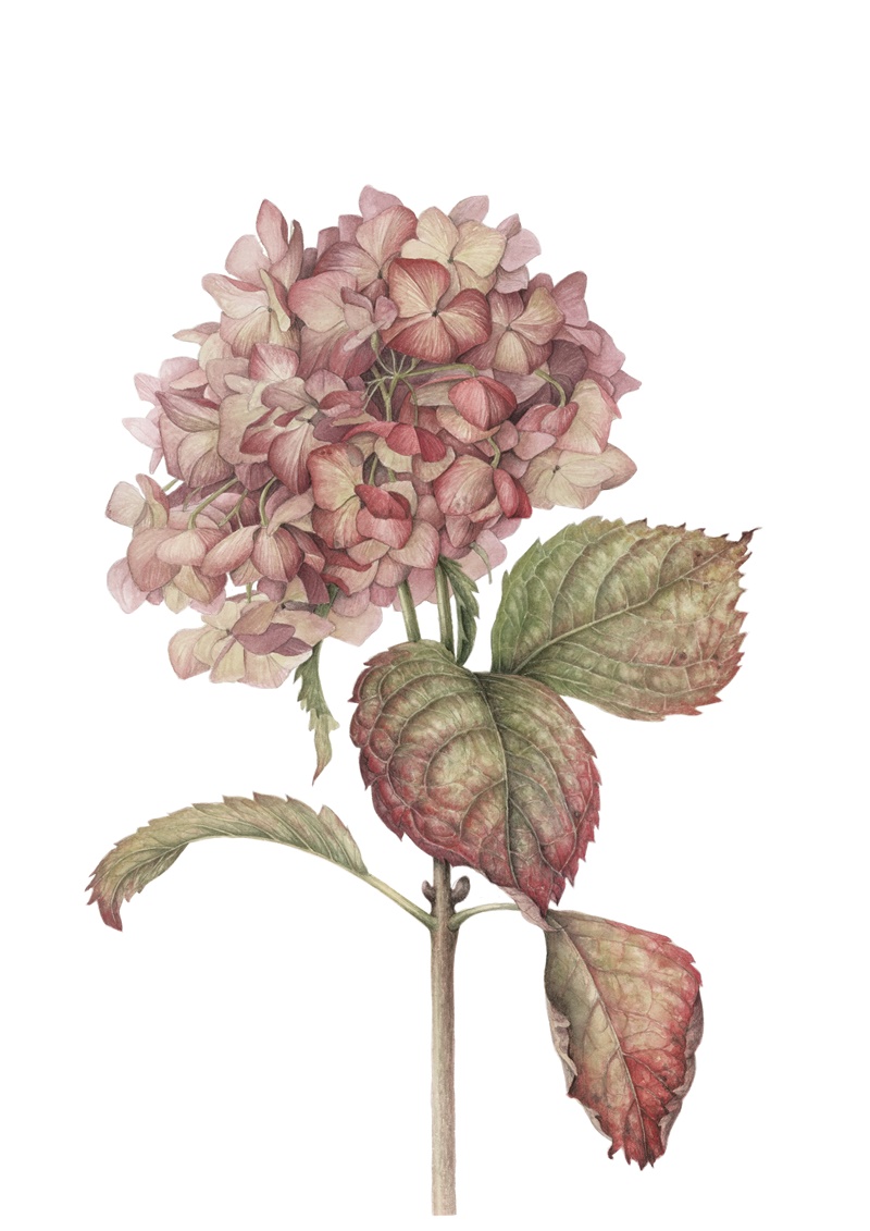 hortensie art print