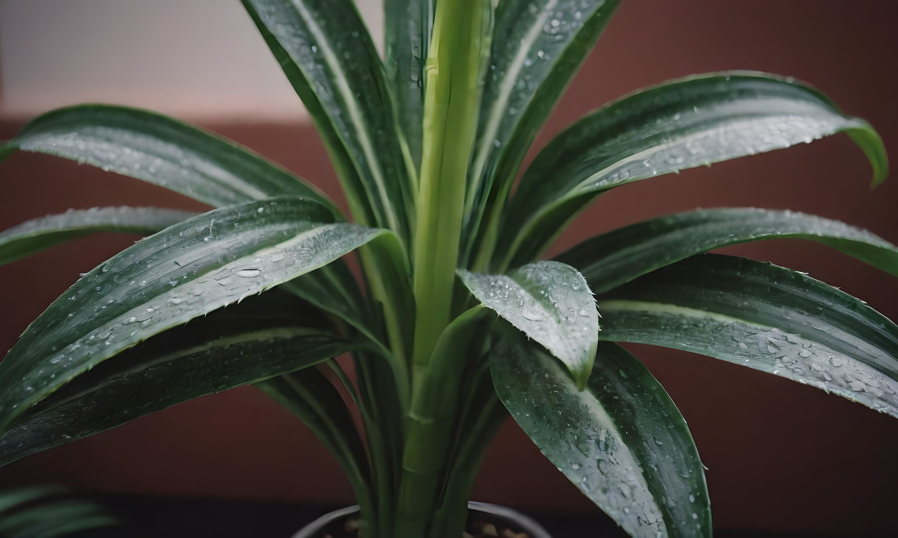 Cum să crești și să menții sănătoasă Dracena