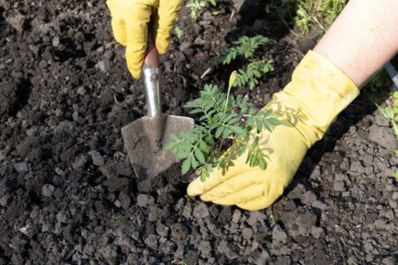 Materialul ieftin care îți transformă grădina. Soluția simplă pentru buruieni și sol compact pe care grădinarii o țin secretă