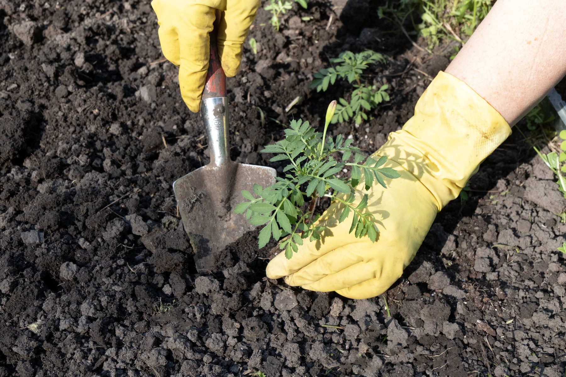 Află cum câteva cutii de carton îți pot transforma grădina. Sursa foto: Stock Budget / Profimedia