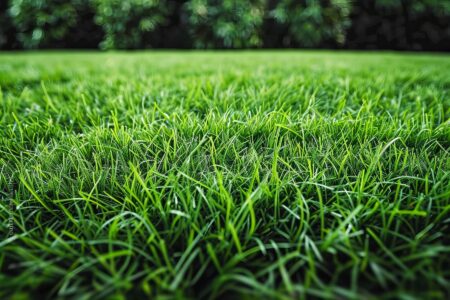 15 mituri despre îngrijirea gazonului care îți pot strica grădina. Ce spun specialiștii despre tundere, udare și fertilizare