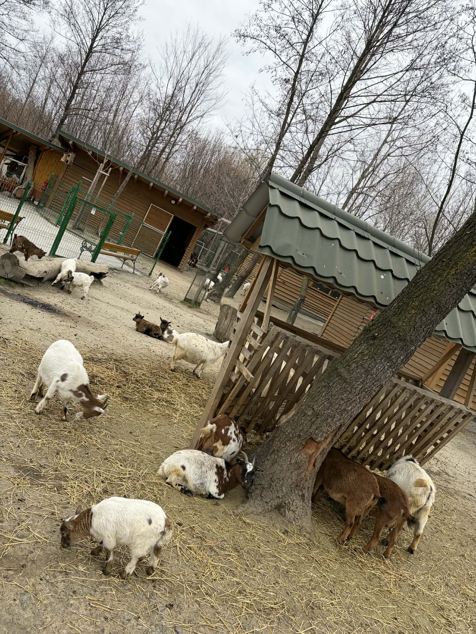 Animăluțele sunt printre favoritele celor mici.Sursa foto: arhivă personală