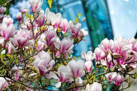 Cum se crește magnolia: pași simpli pentru o îngrijire corectă și o înflorire spectaculoasă