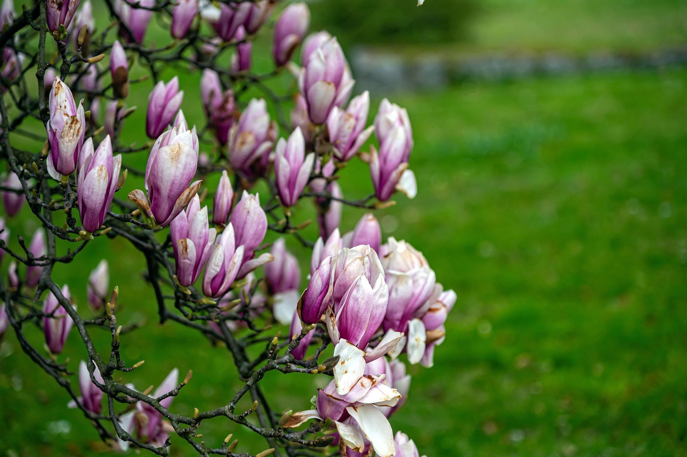 Magnolia este o plantă care are nevoie de o îngrijire mai atentă (FOTO Credit: ako / Alamy / Profimedia)