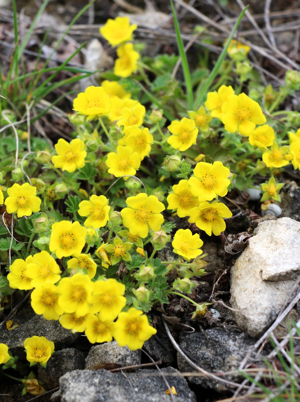 Potentilla