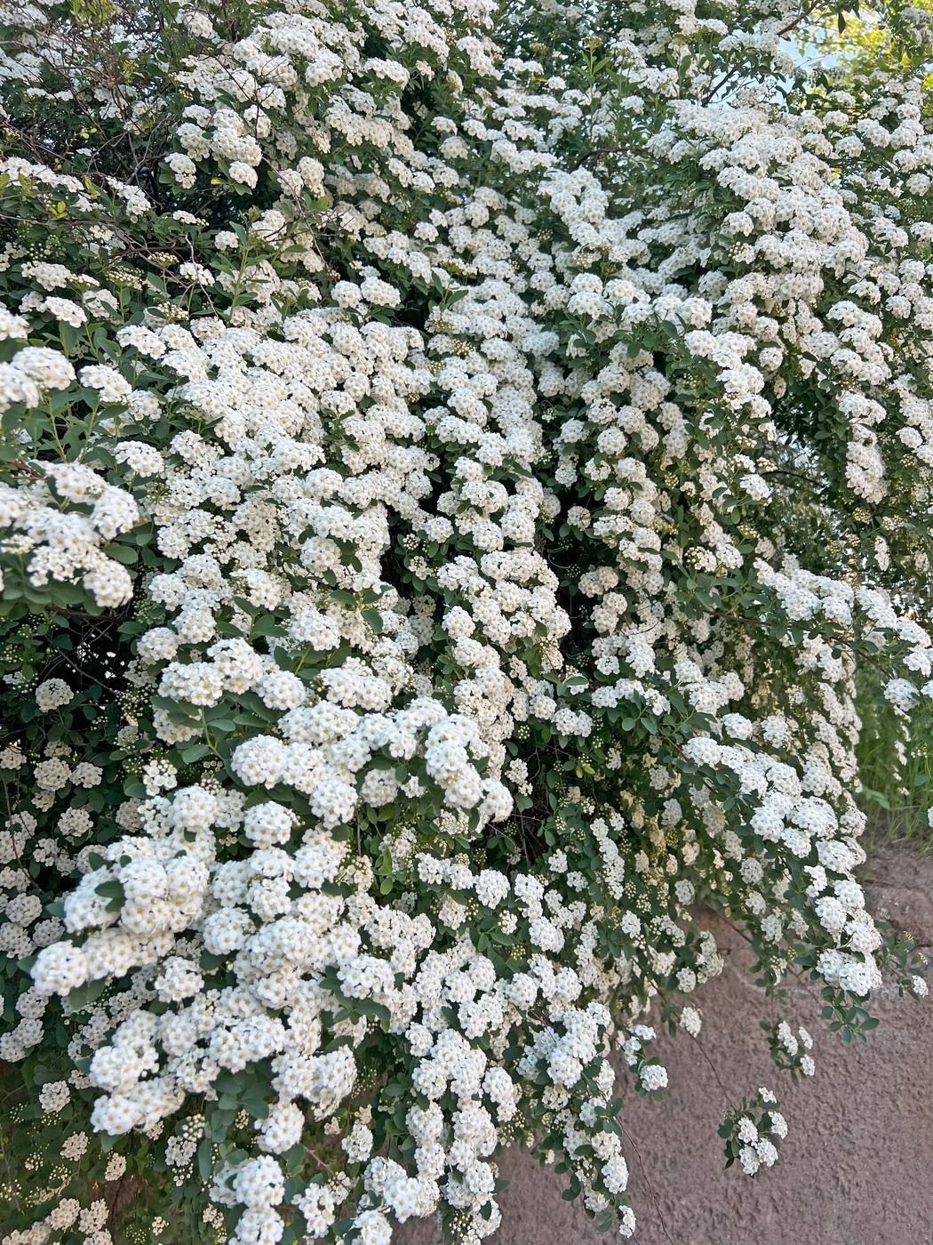 Spiraea