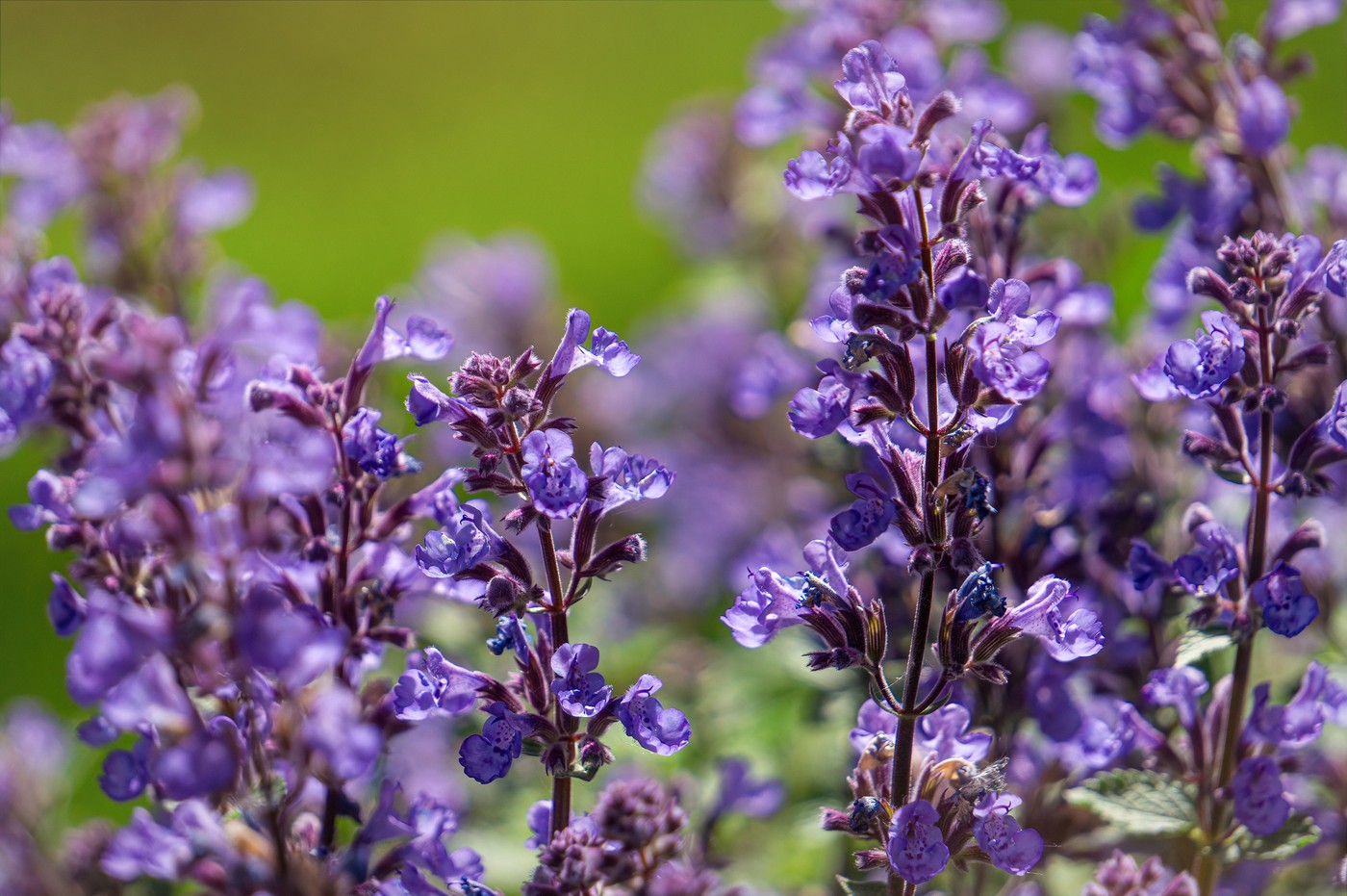 Catmint