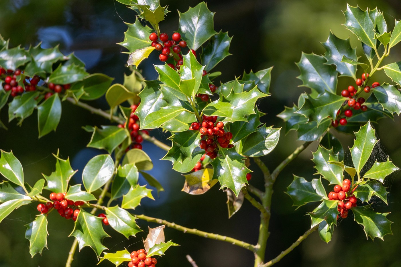 holly