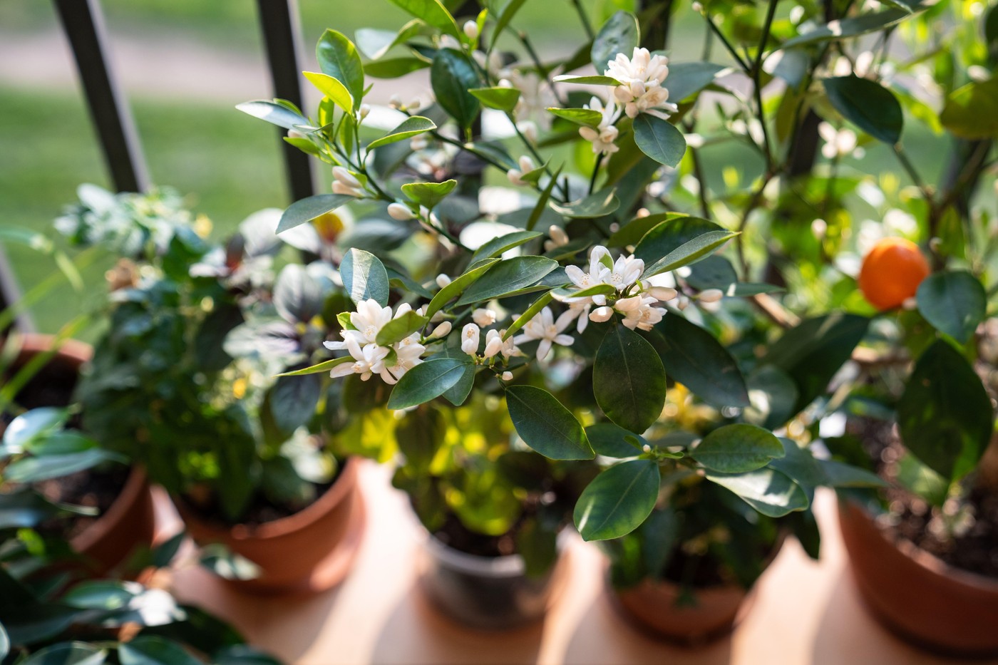 11 flori ideale de plantat în ghiveci în aprilie. Vei avea un balcon plin de culoare toată vara