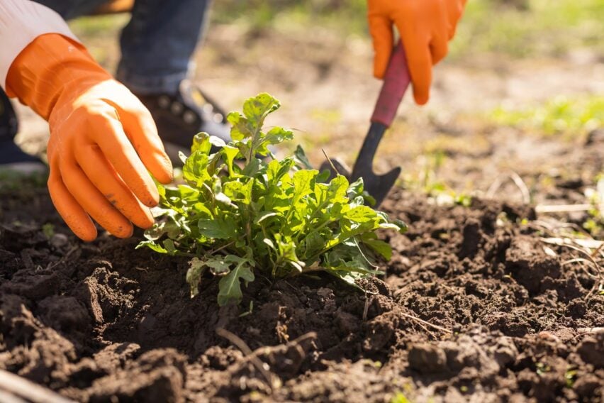 Grădina salsa: cum transformi câteva ghivece într-un colț verde plin de savoare și bucurie