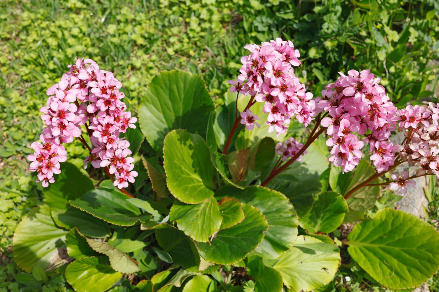 Bergenia