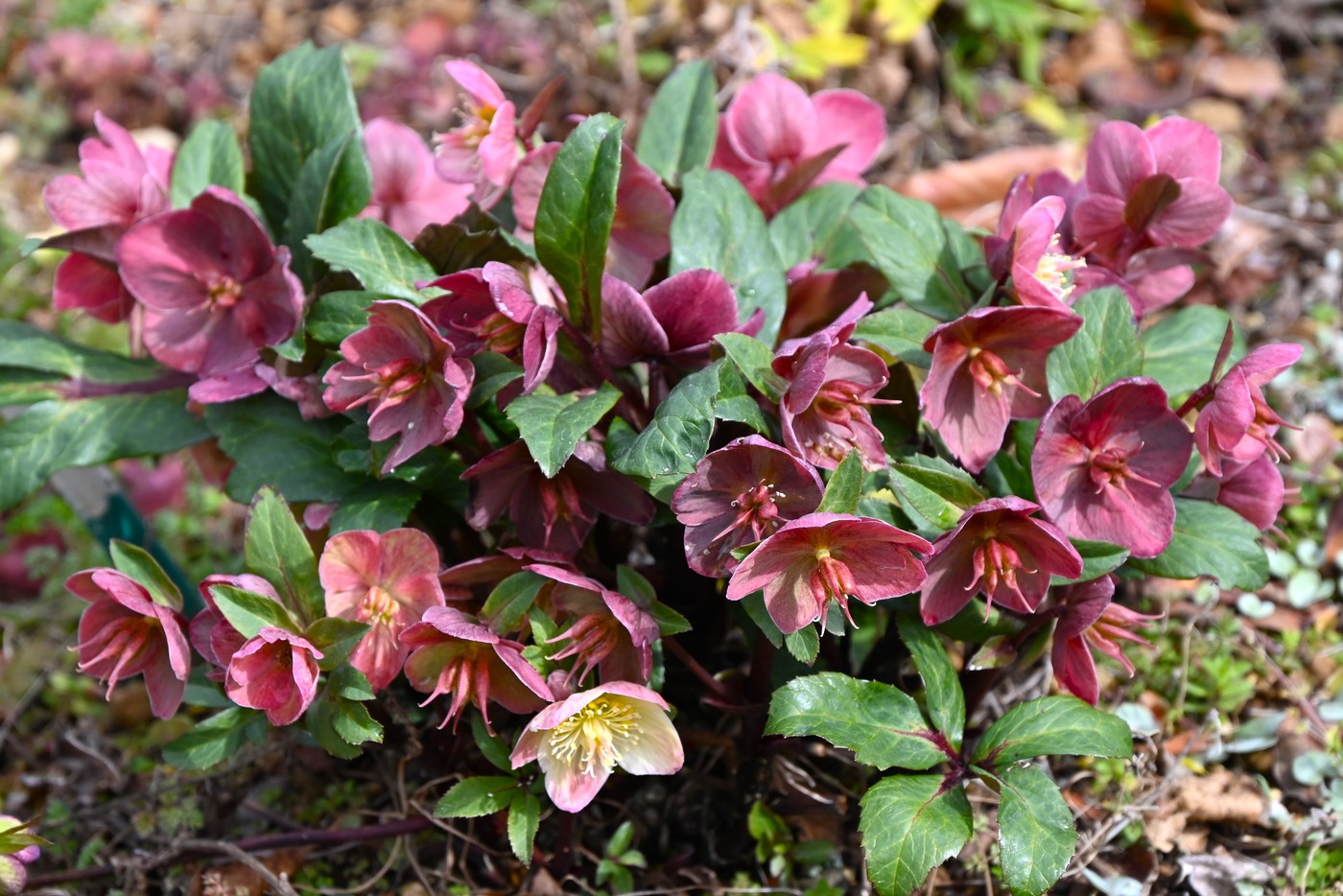 Helleborus