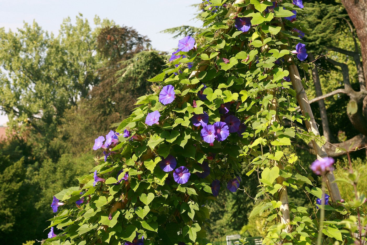 Ipomoea purpurea