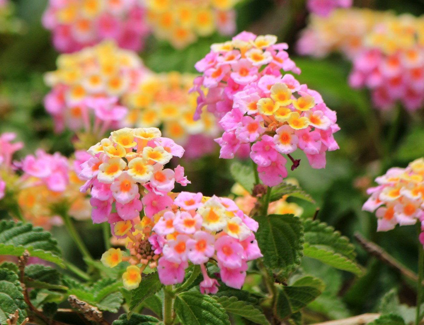 Lantana Camara