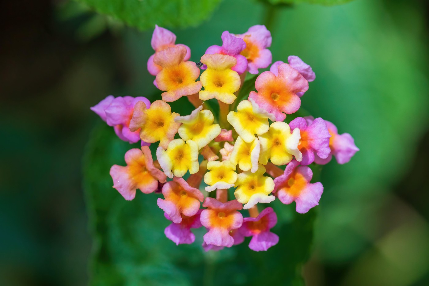Lantana Camara
