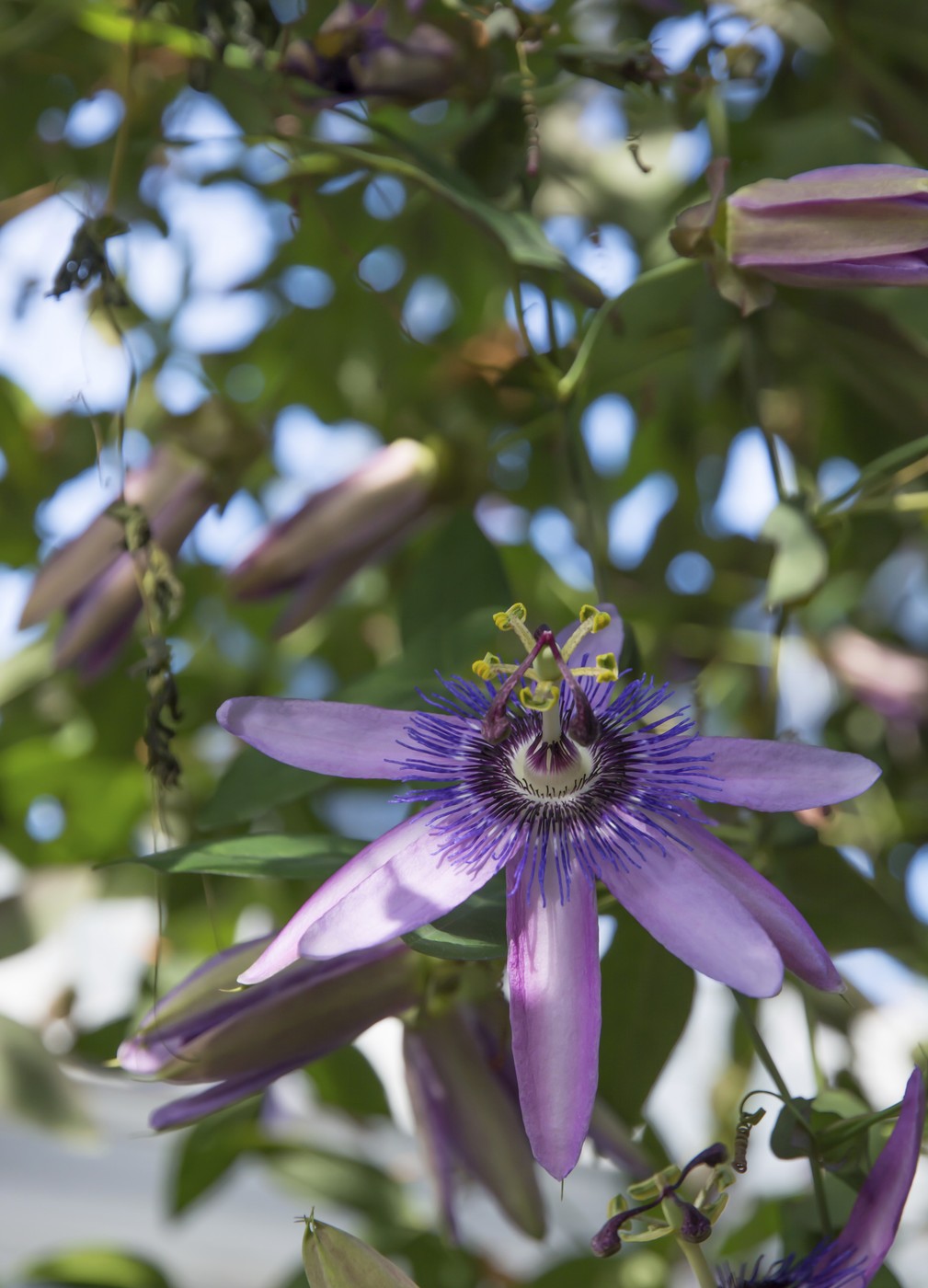 Passiflora incarnata