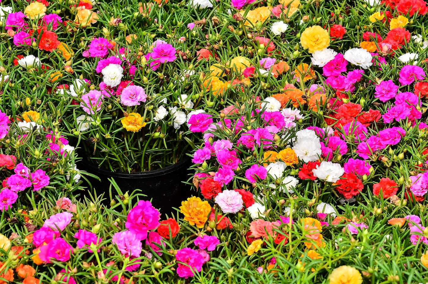 planta portulaca