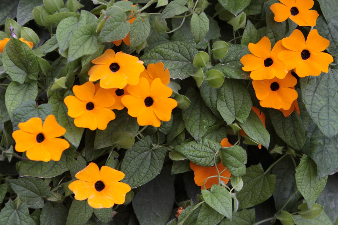 Thunbergia alata