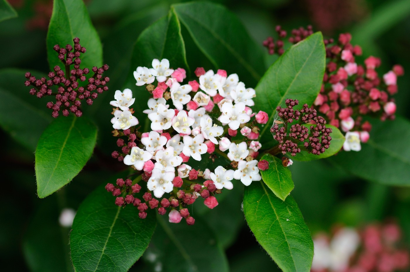 Viburnum