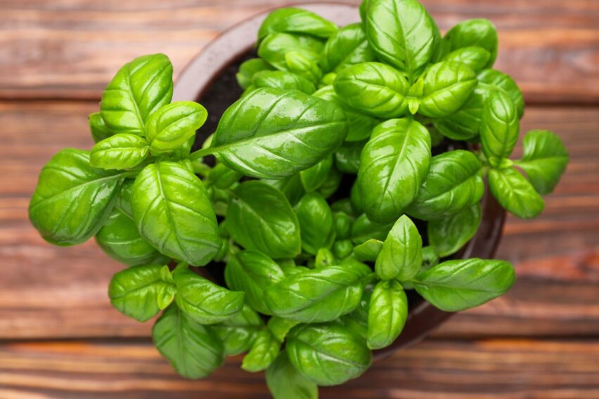 Cum transformi busuiocul din supermarket într-o tufă bogată și aromată. Trucul simplu folosit de grădinari