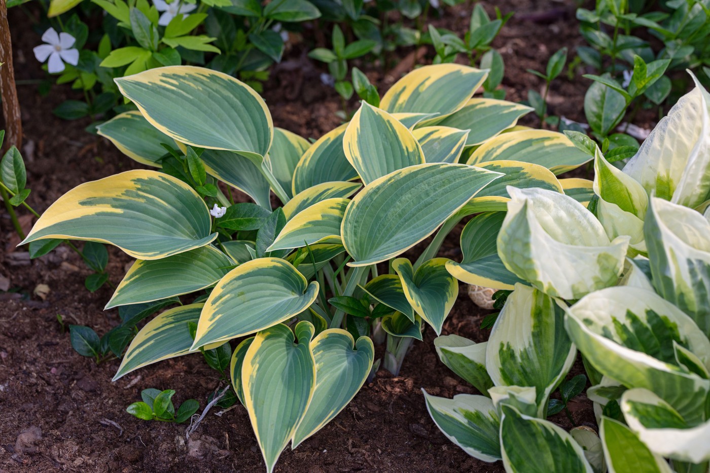 hosta