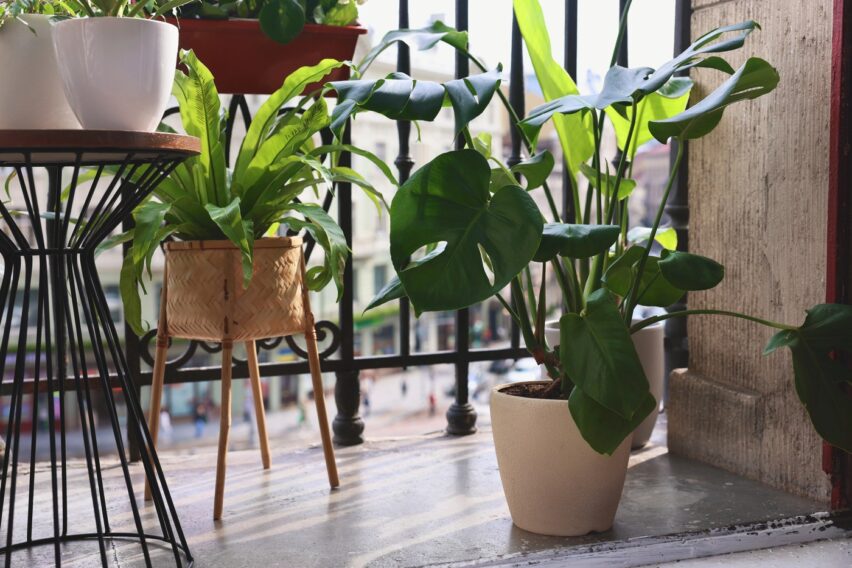 Greșeala care poate face ca plantele de balcon să se usuce mai repede vara