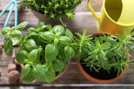 Plantele care alungă țânțarii mai bine decât un aparat electric. Ce să pui în casă chiar din această perioadă
