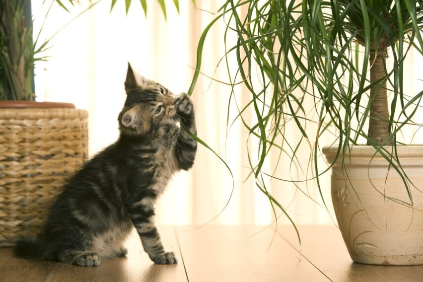 Ai animale de companie? Aceste plante din casă sau grădină pot deveni un pericol real pentru câini și pisici