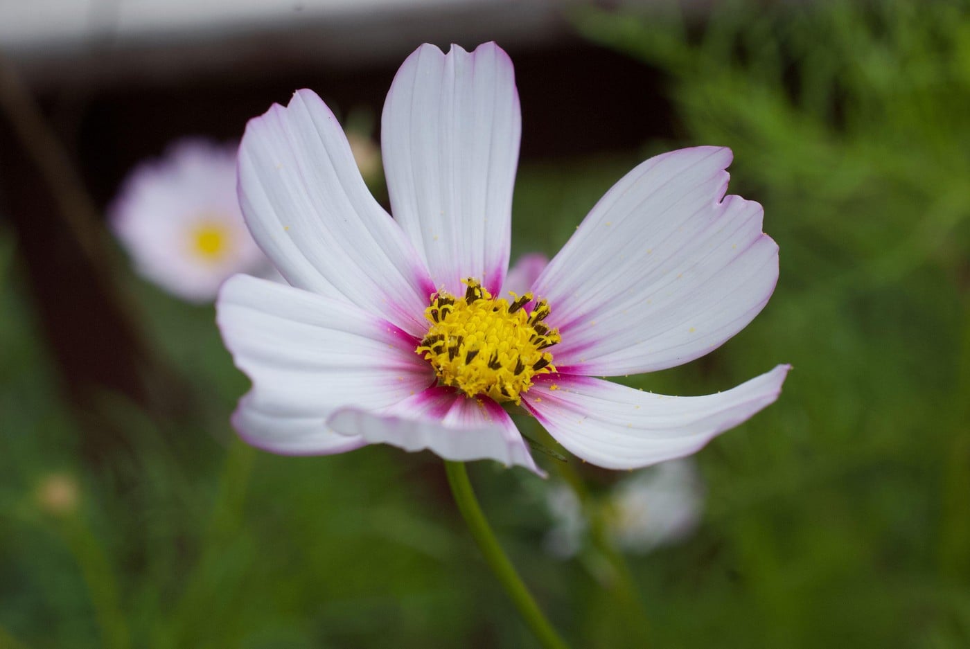 Cosmos