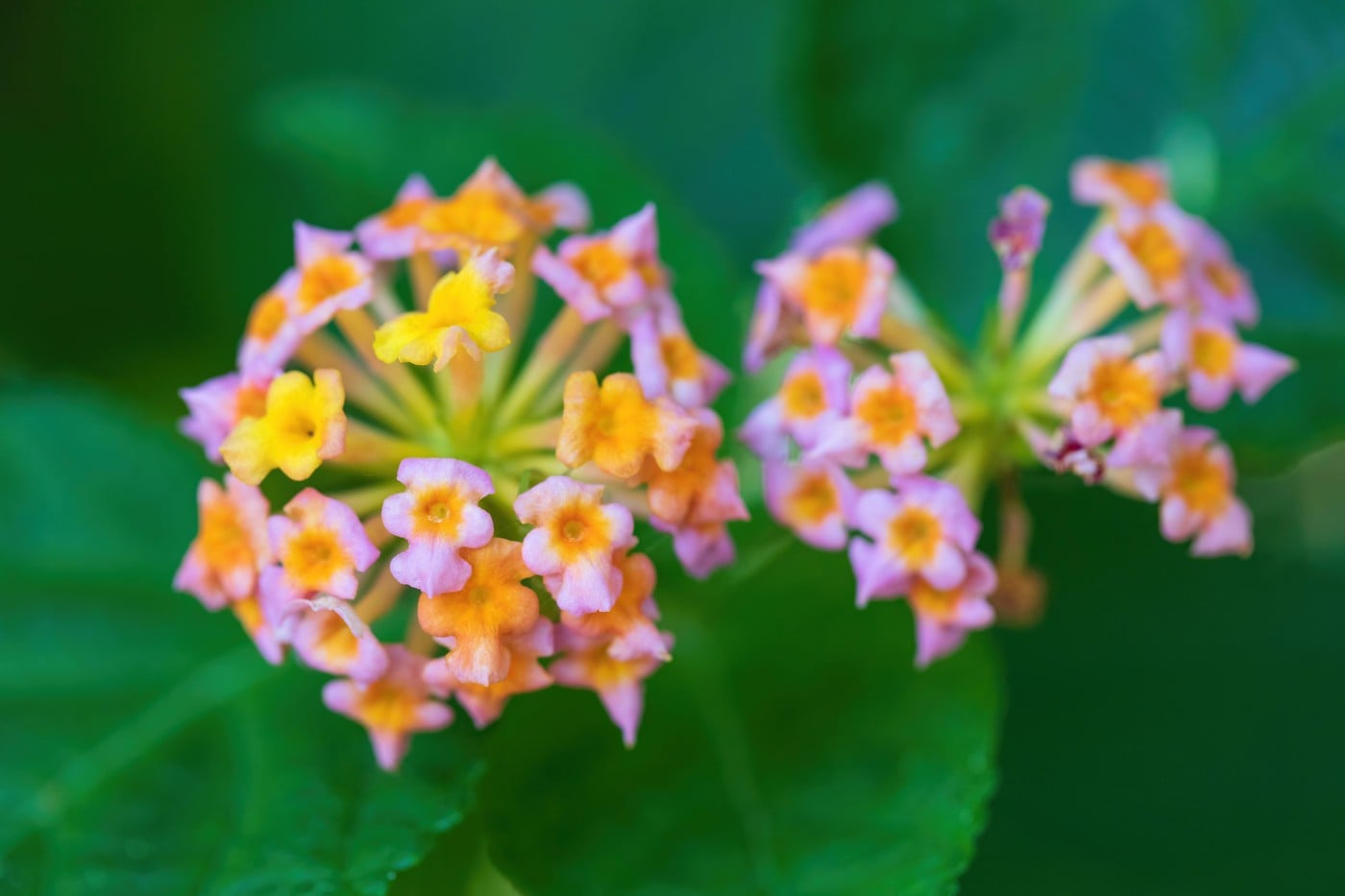 Lantana