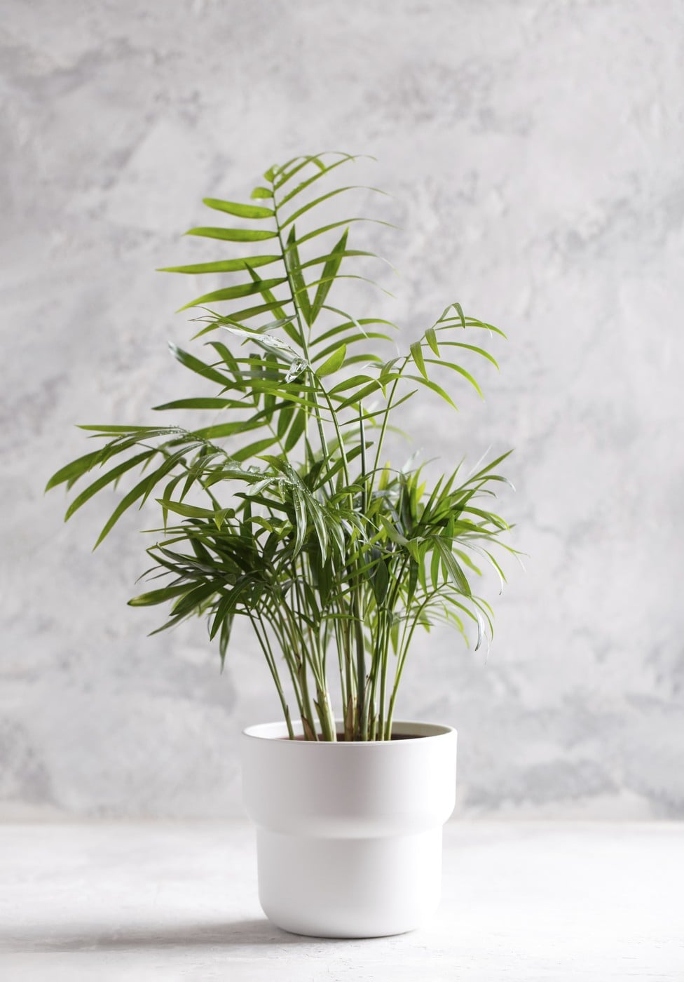 Palmierul Areca