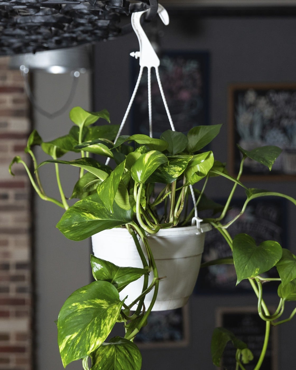 Pothos