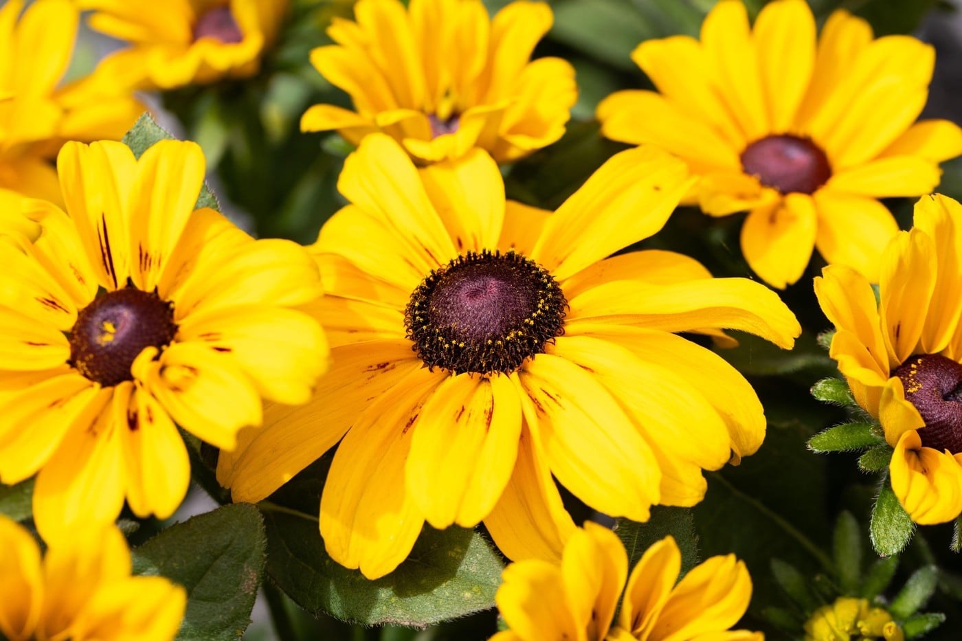 Rudbeckia