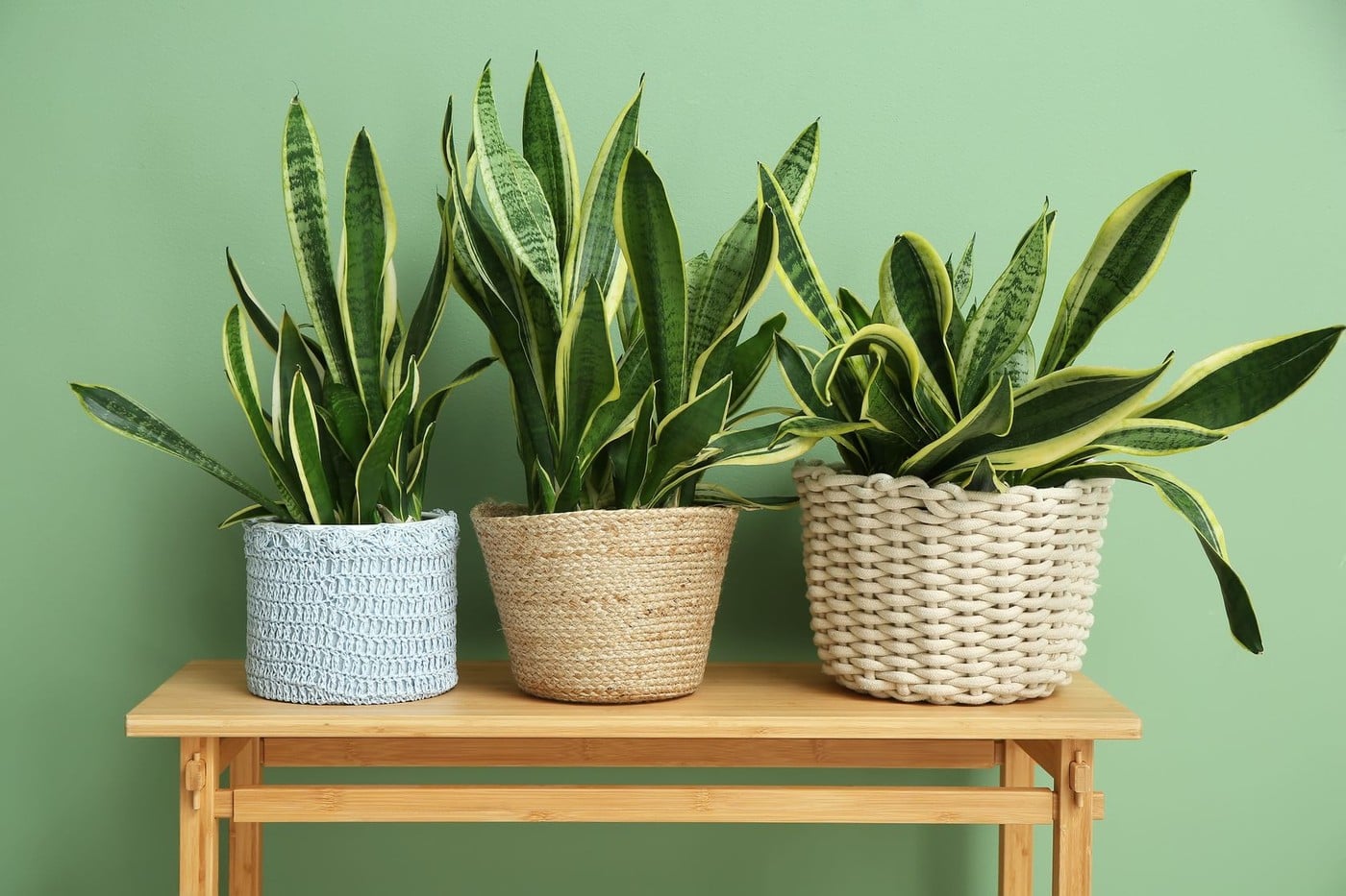 Sansevieria